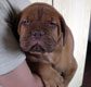 Calin