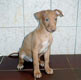Bastien