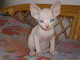 Cimmo