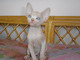 Cimmo