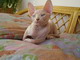 Cimmo