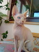 Cimmo
