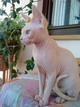 Cimmo