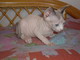 Cissy