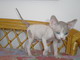 Cocca