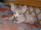Cocca