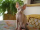 Cocca