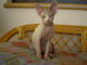 Cocca