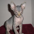 Aswahi