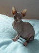 Deedee