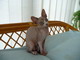 Doddy